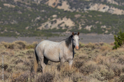 Fototapeta Naklejka Na Ścianę i Meble -  Wild Horse in the Colorado High Desert in Summer