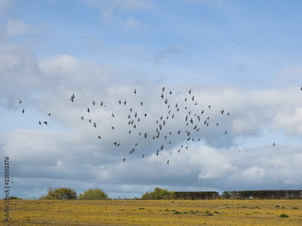 A flock of Wood Pidgeon`s circling around a recently harvested field in the autumn sunshine A flock of Wood Pidgeon`s circling around a recently harvested field in the autumn sunshine