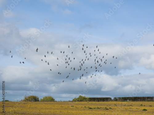 A flock of Wood Pidgeon`s circling around a recently harvested field in the autumn sunshine