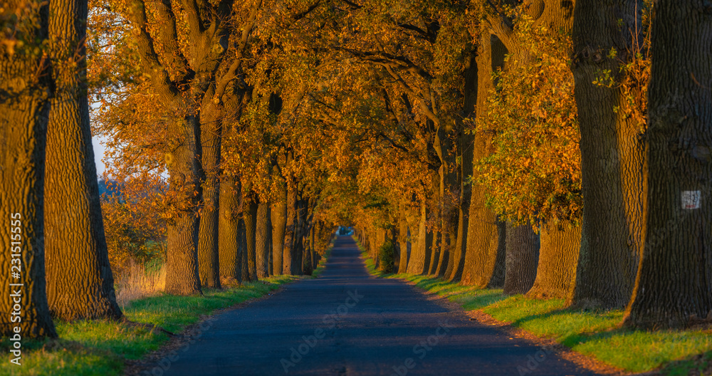 Autumn landscape road with colorful trees . Great oak alley.Autumn foliage with country road