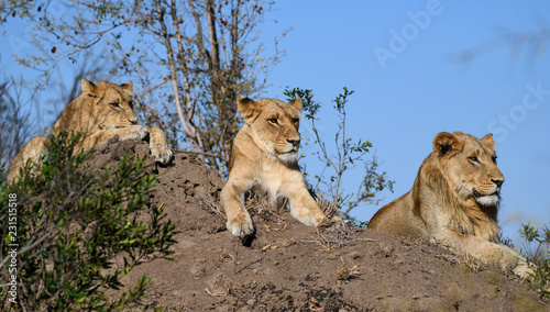 Three African Lions