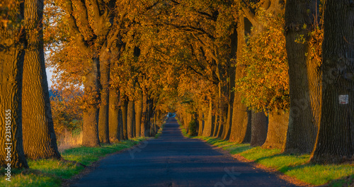 Fototapeta Naklejka Na Ścianę i Meble -  Autumn landscape road with colorful trees . Great oak alley.Autumn foliage with country road