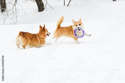 Two funny Welsh corgis playing on snow with puller toy