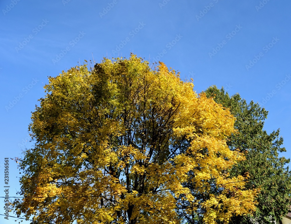 Naklejka premium Fall in Ottawa