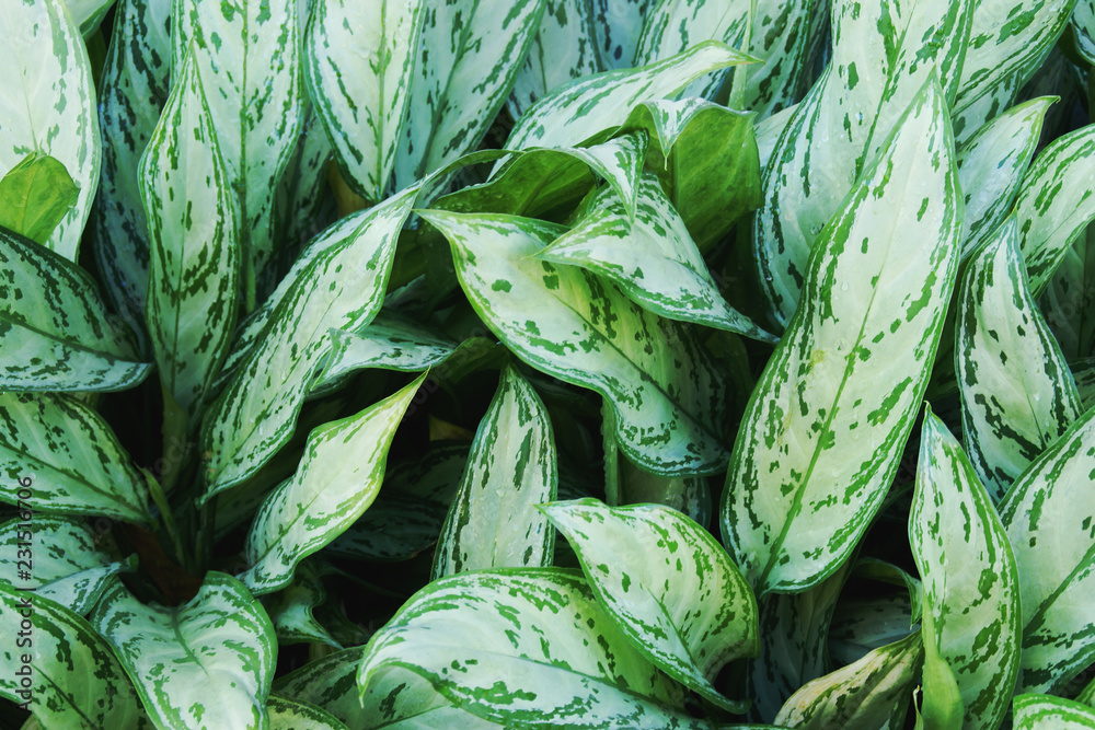 White Green Leaves of Aglaonema Plants as Texture Background White Green Leaves of Aglaonema Plants as Texture Background