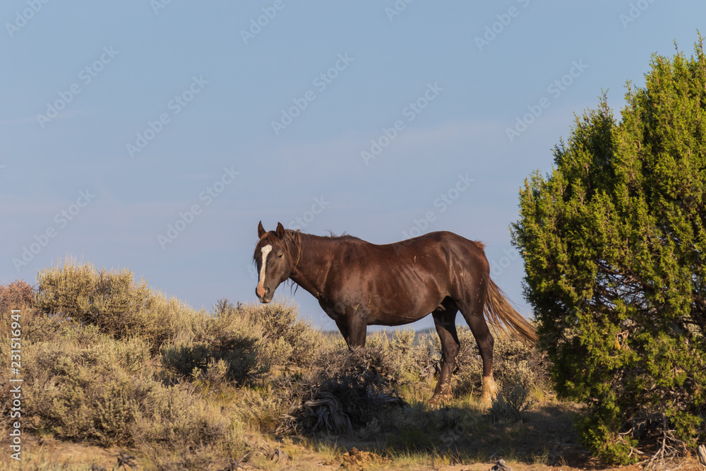 Fototapeta premium Wild Horse in the Colorado High Desert in Summer