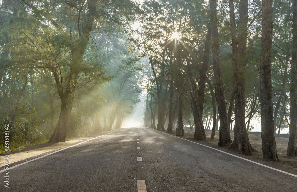 Fototapeta premium calmness pine forests street with the rays of the sunrise