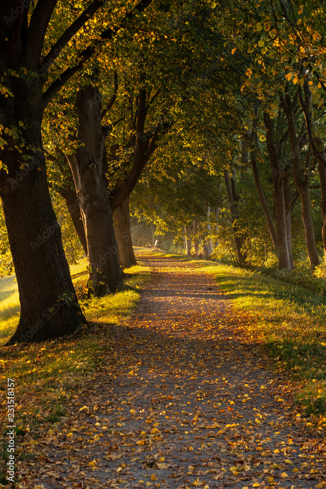 Fototapeta premium Wanderweg mit Bäumen, im Herbst