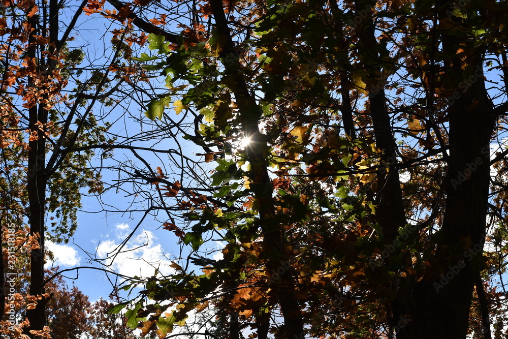 Fototapeta premium Autumn Trees 4