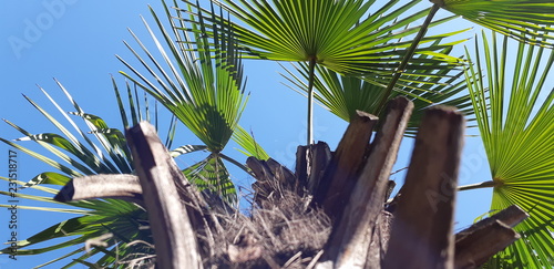 Palm bark texture. Fibrous palm tree trunk surface closeup. Extraordinary natural background. Palm Tree Bark