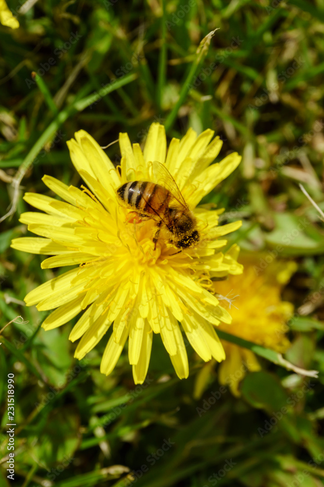 a bee pollinating a dandelion a bee pollinating a dandelion