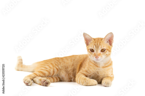 Portrait of little ginger tabby cat lying isolated on white background.