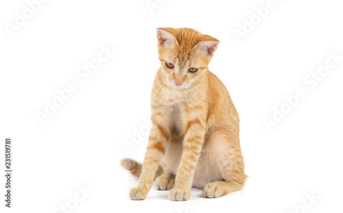 Portrait of little ginger tabby cat sitting isolated on white background.