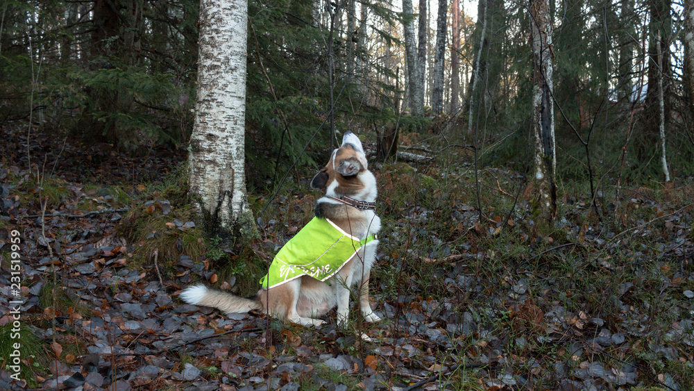 Fototapeta premium Hund mit Warnweste nimmt Witterung auf