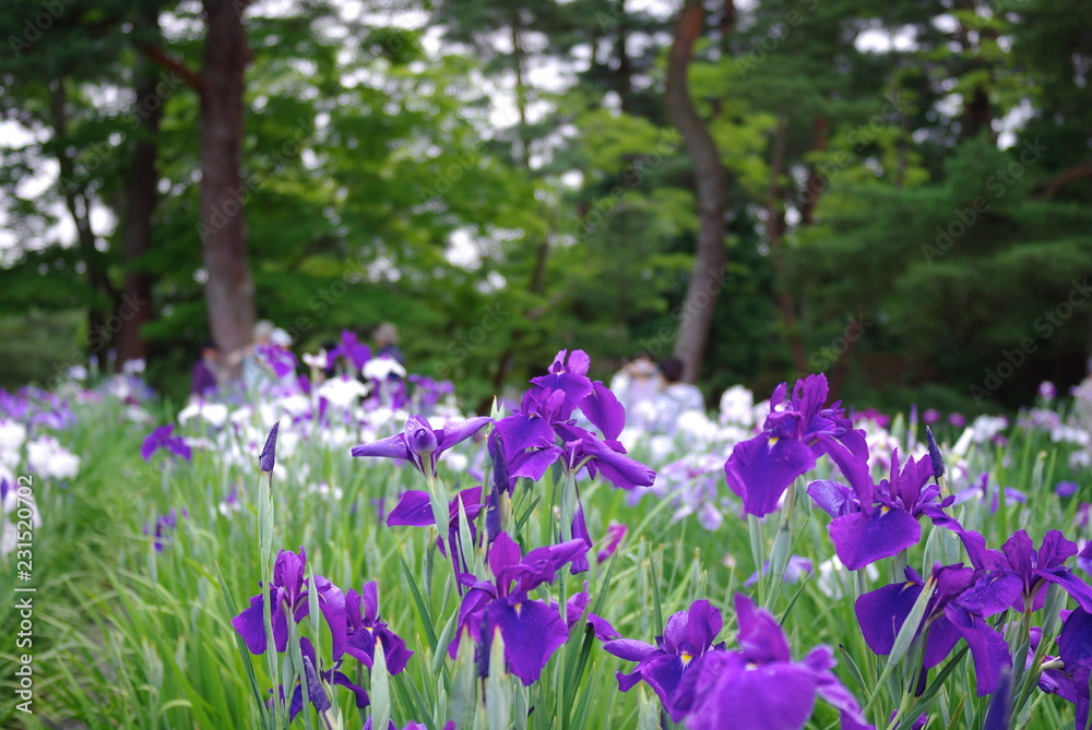 毛越寺花菖蒲園 毛越寺花菖蒲園