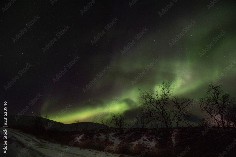 Fototapeta premium Northern Lights