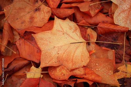 Feuchtes Herbstlaub mit Wassertropfen auf den Blättern  photo