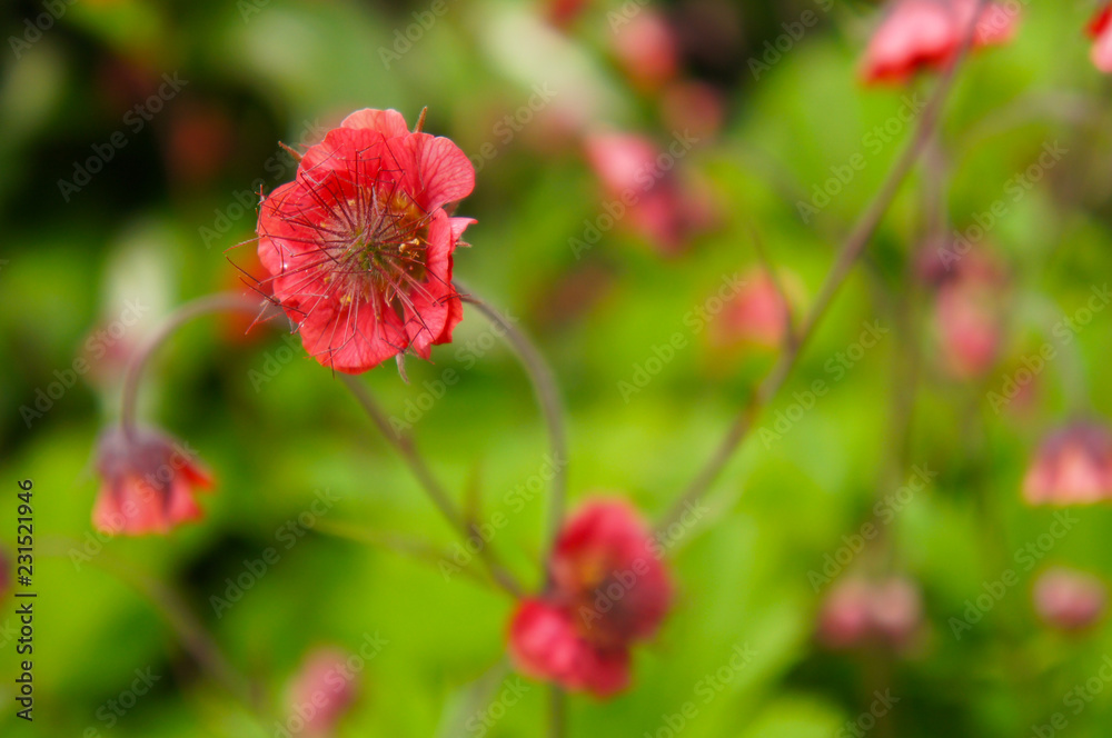 Geum rivale or avens flames of passion red flowers