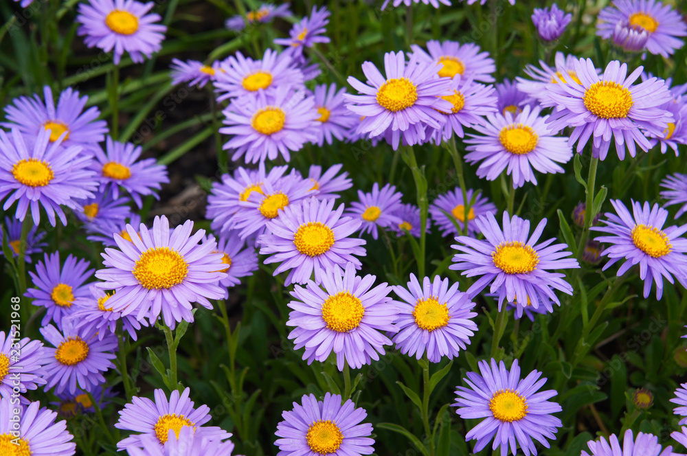 New york asters or aster novi-belgii many violet flowers close up New york asters or aster novi-belgii many violet flowers close up