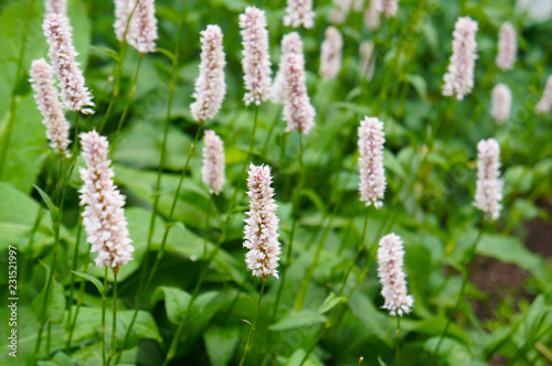 Persicaria bistorta superba pink flowers with green photo
