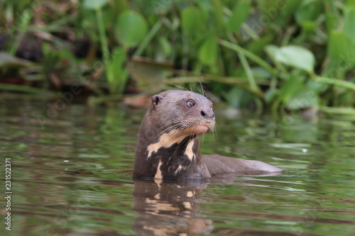 Giant River Otter in the Pantanal