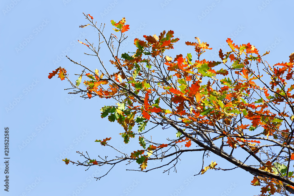 Oak branches with beautiful colorful autumn leaves against a blue sky Oak branches with beautiful colorful autumn leaves against a blue sky