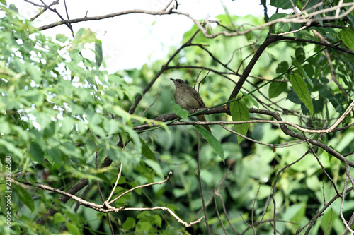 Streak - eared bulbul