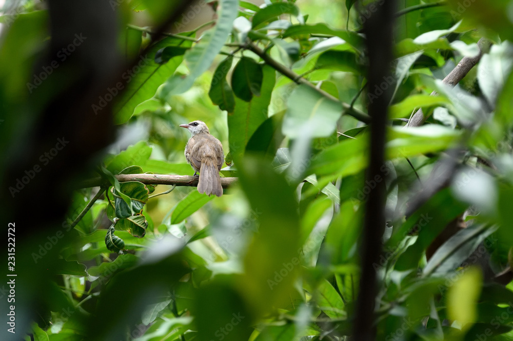 Obraz premium Yellow - vented bulbul