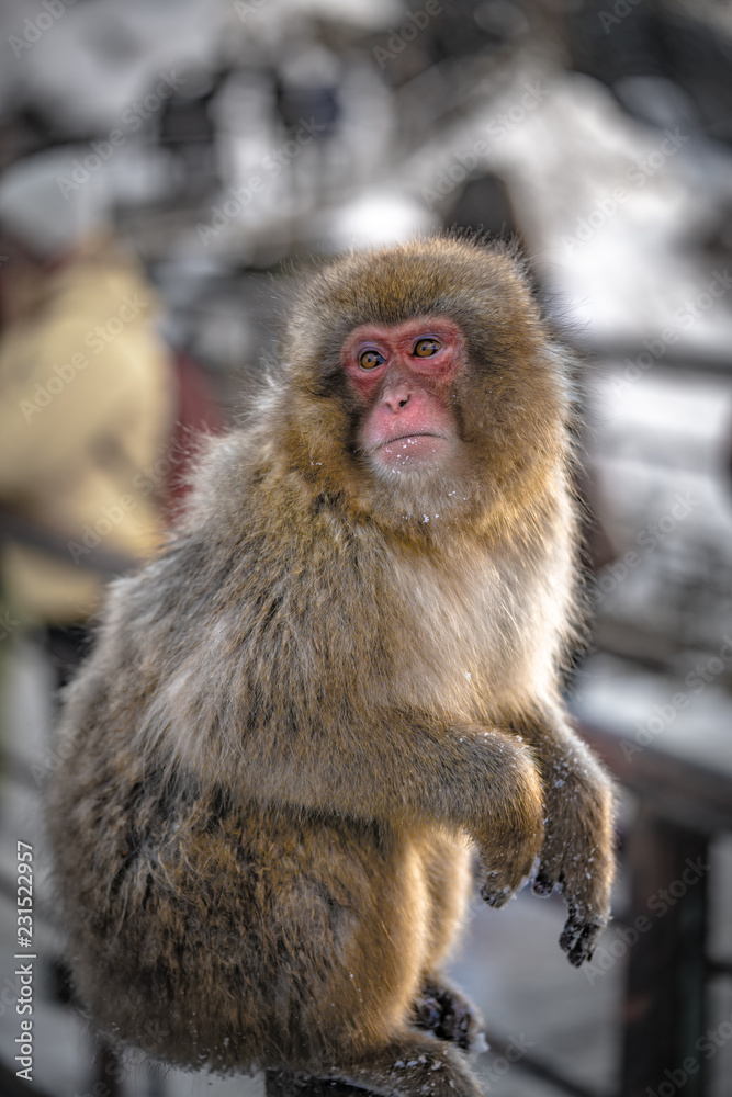 Macaque Snow Monkey Macaque Snow Monkey