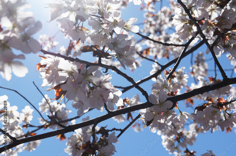 Branch of tree with white cherry blossom flowers Branch of tree with white cherry blossom flowers
