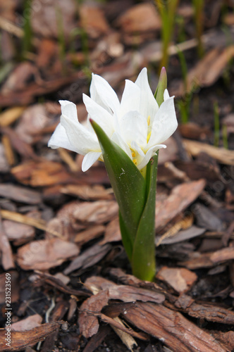 colchicum szovitsii or autumn crocus or meadow saffron white flowers photo