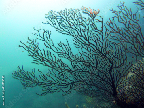 Fototapeta Naklejka Na Ścianę i Meble -  Corail dentelle noir dans la mer des caraibes