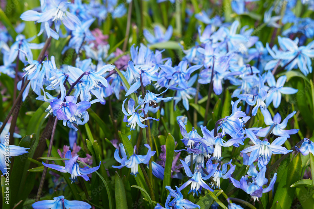Blue scilla siberica or siberian squill spring flowers  - obrazy, fototapety, plakaty 