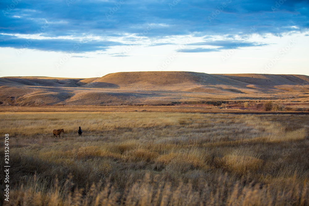 Two horses on the prairie at twilight. Clean simple image Two horses on the prairie at twilight. Clean simple image