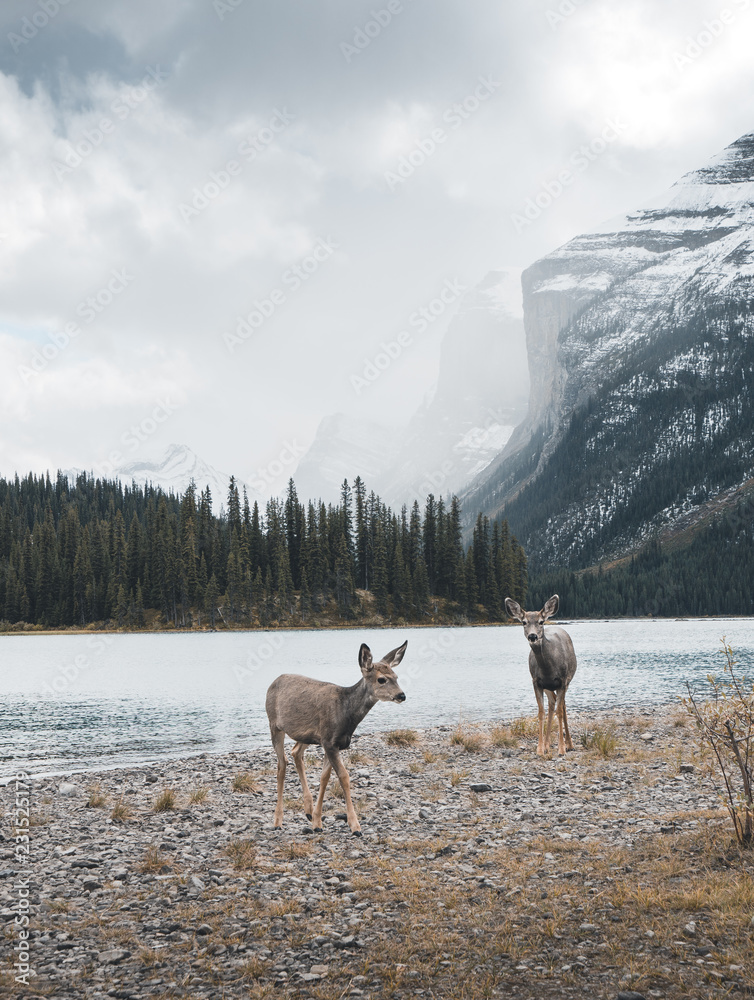 Naklejka premium Deer by the lake in Canada