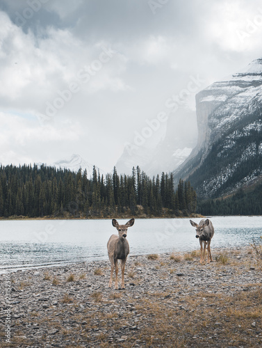 Deer by the lake