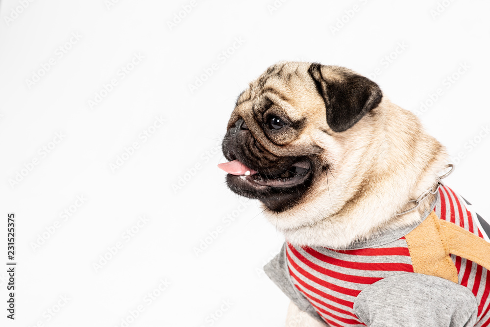 Side of Cute dog pug breed wearing shirt smile making funny and serious face feeling confused and happiness isolated on white background,Animal Friendly Concept