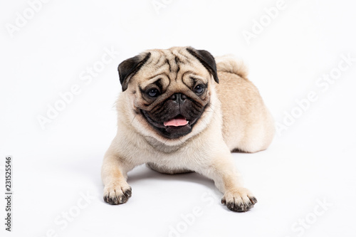 Cute pet dog pug breed lying and smile with happiness feeling so funny and making serious face isolated on white background © 220 Selfmade studio