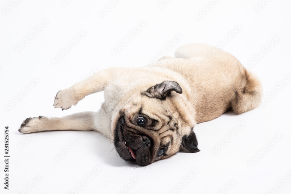 Cute pet dog pug breed lying on ground and smile with happiness feeling so funny and making serious face isolated on white background