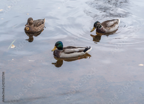 Group of wild ducks floating in the lake photo