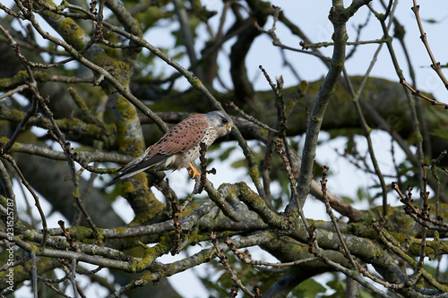 Common kestrel (Falco tinnunculus)
