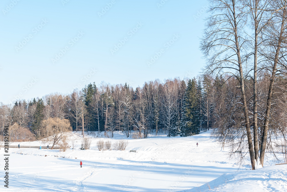 Glade with forest illuminated by the winter sun