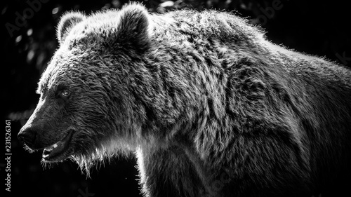 Fotografia ours portrait noir et blanc Pyrénées
