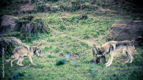 Photography scène loup dominant dominé