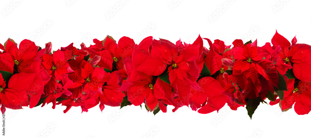 garland of fresh scarlet poinsettia flower or christmas star on a white background - obrazy, fototapety, plakaty 