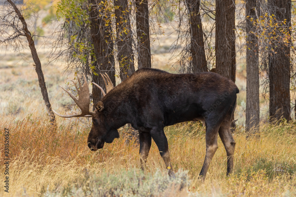 Bull Shiras Moose in the Fall Rut Bull Shiras Moose in the Fall Rut