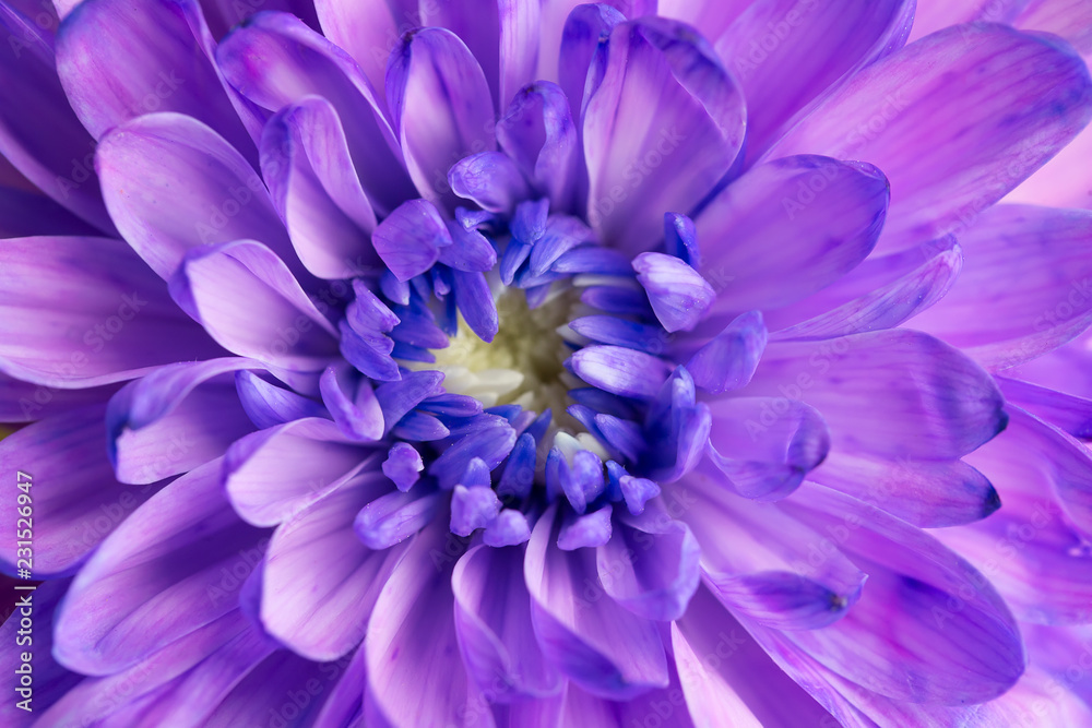 Obraz premium Purple chrysanthemum flower closeup