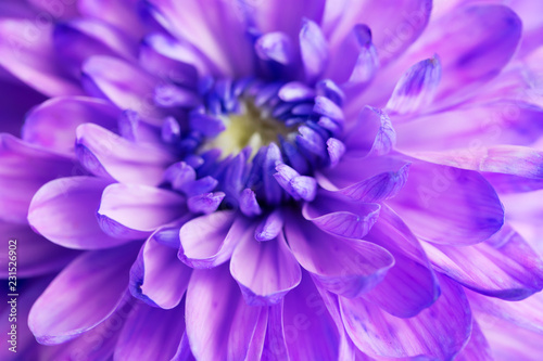 Fototapeta Naklejka Na Ścianę i Meble -  Purple chrysanthemum flower closeup