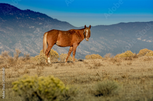 Brown wild mustang  in the desert with mountain in the background © AlessandraRC