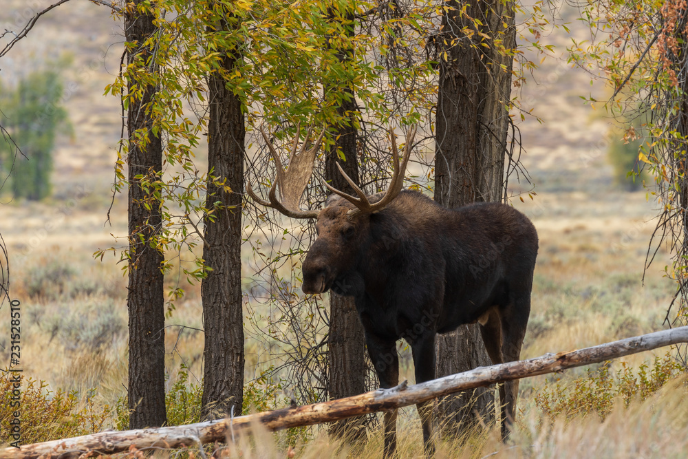 Bull Shiras Moose in the Fall Rut Bull Shiras Moose in the Fall Rut
